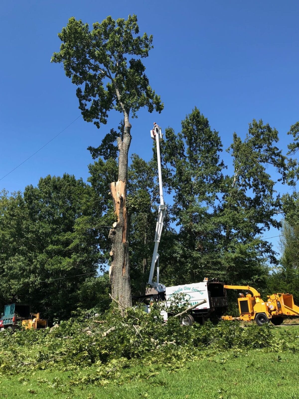 Tree Services in Red Boiling Springs TN